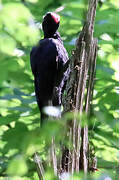 Black Woodpecker