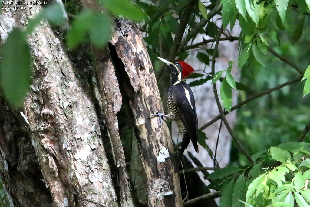 Lineated Woodpecker male adult, identification