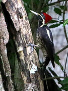 Lineated Woodpecker