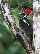 Lineated Woodpecker