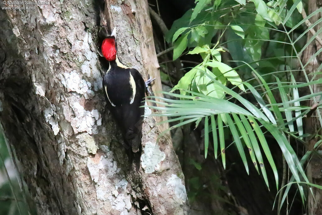 Lineated Woodpecker male adult, identification