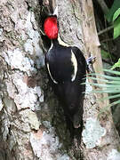 Lineated Woodpecker