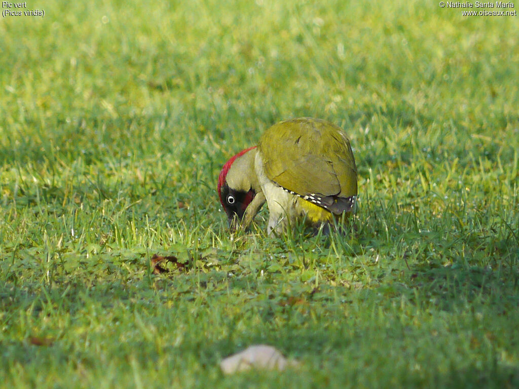 European Green Woodpeckeradult, feeding habits