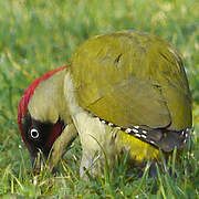 European Green Woodpecker