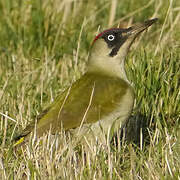 European Green Woodpecker