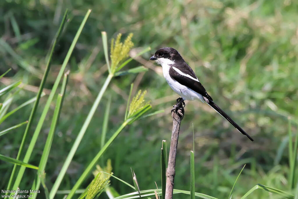 Pie-grièche à dos noir mâle adulte, identification