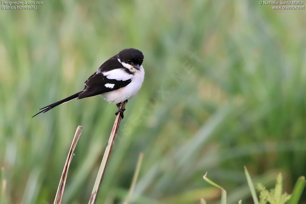 Pie-grièche à dos noiradulte, identification, habitat