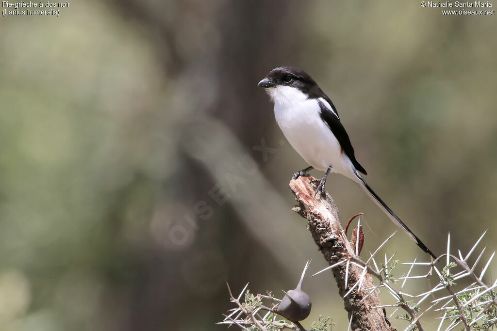 Pie-grièche à dos noiradulte, identification, habitat