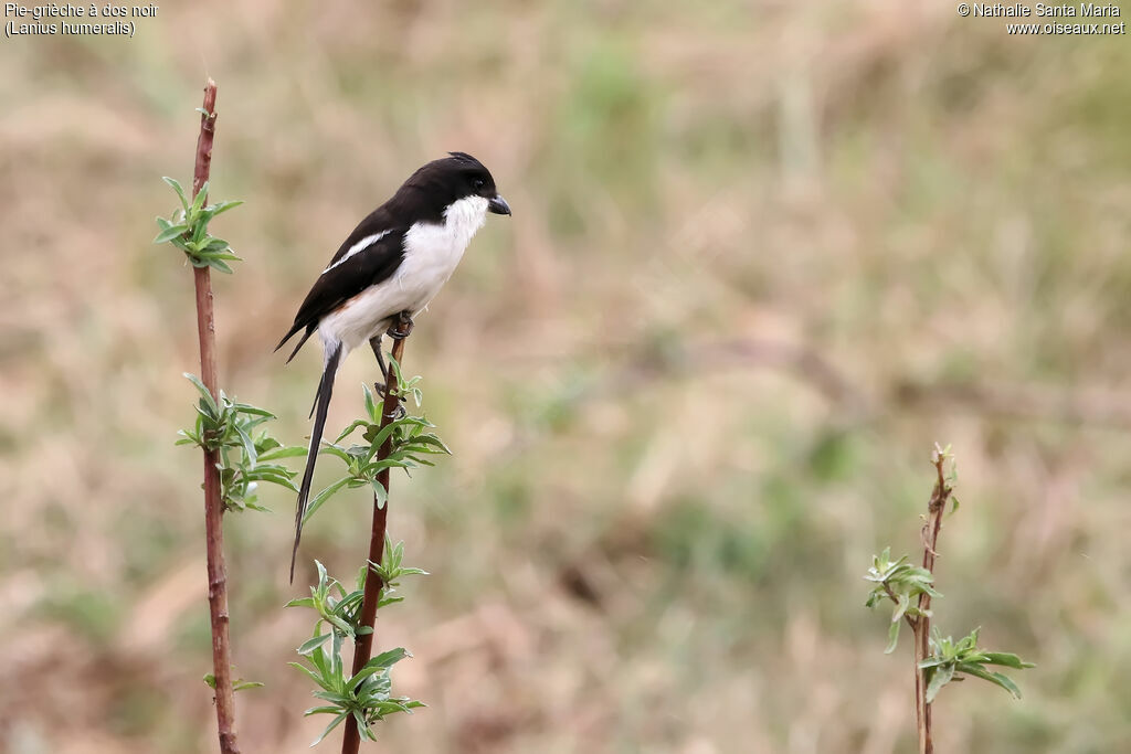 Northern Fiscaladult, identification, habitat