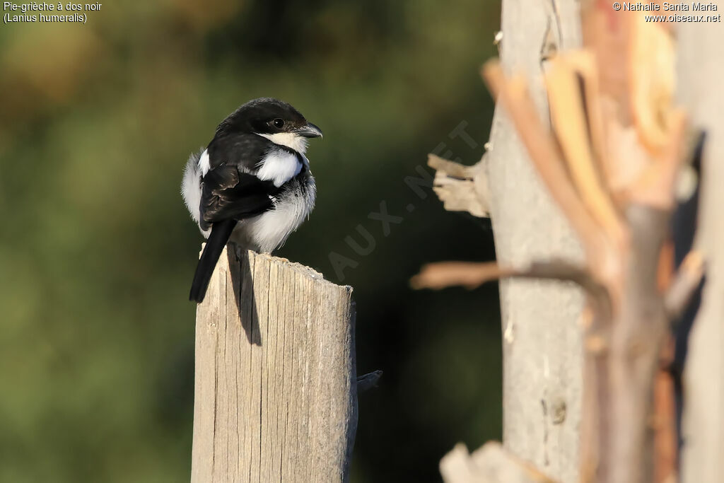 Pie-grièche à dos noiradulte, identification, habitat