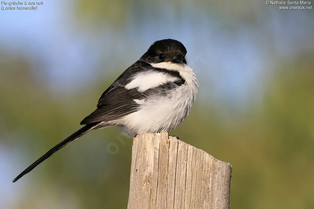 Northern Fiscaladult, identification