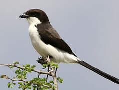 Long-tailed Fiscal