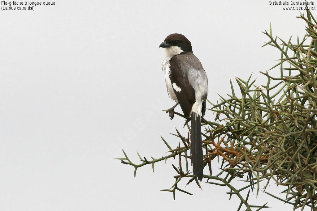 Long-tailed Fiscaladult, identification, habitat