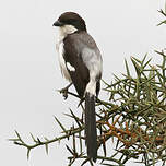 Pie-grièche à longue queue
