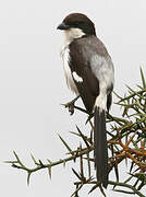 Long-tailed Fiscal