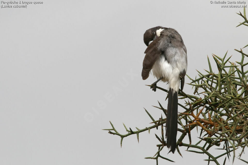 Long-tailed Fiscaladult, identification, habitat, care