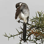 Pie-grièche à longue queue