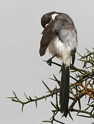 Long-tailed Fiscal