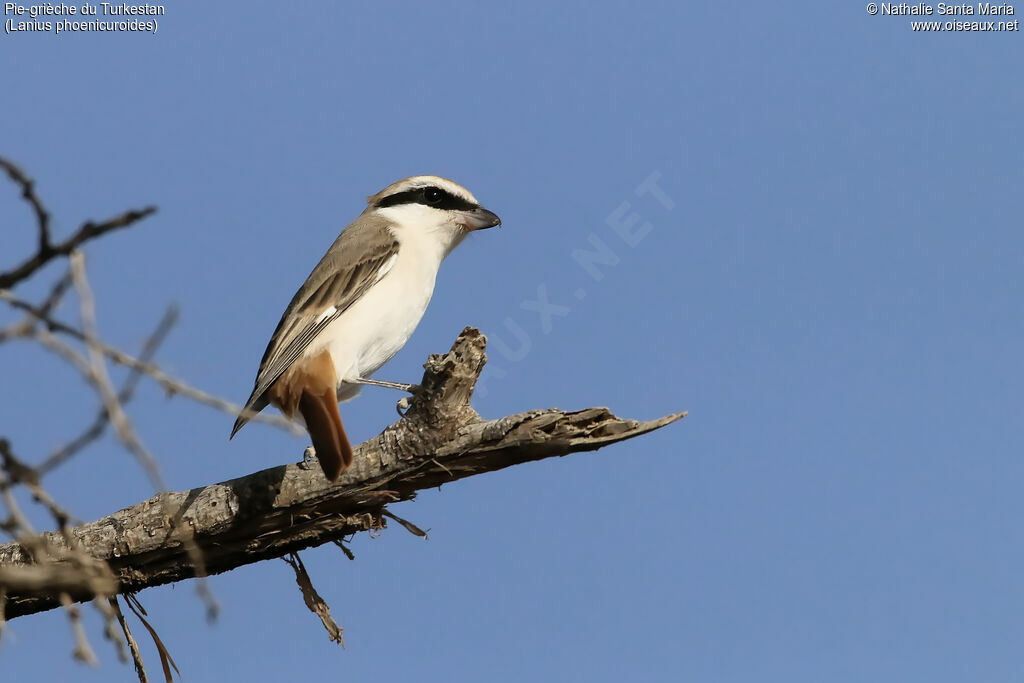 Red-tailed Shrike male adult, identification