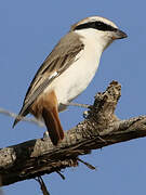 Red-tailed Shrike