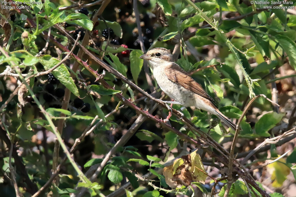 Red-backed Shrikejuvenile, habitat