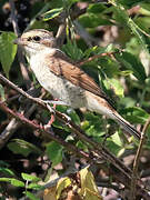 Red-backed Shrike