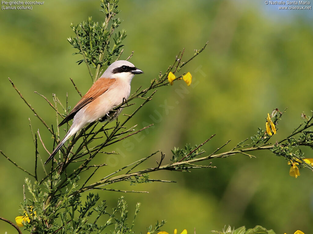 Red-backed Shrike male adult breeding, identification, habitat, Behaviour