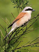 Red-backed Shrike