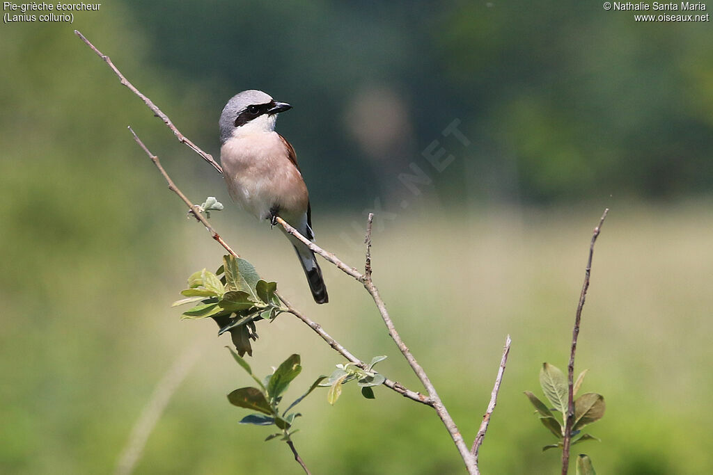 Red-backed Shrike male adult, identification, habitat, Behaviour