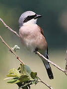 Red-backed Shrike