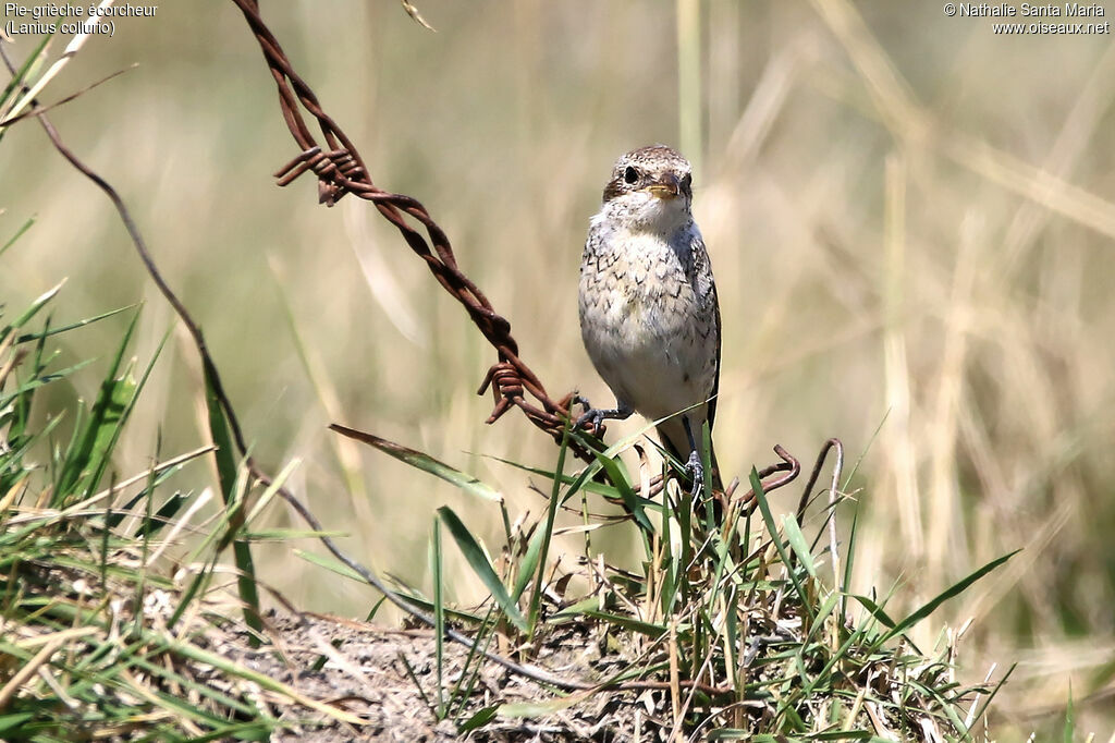 Red-backed Shrikejuvenile, identification, habitat, Behaviour