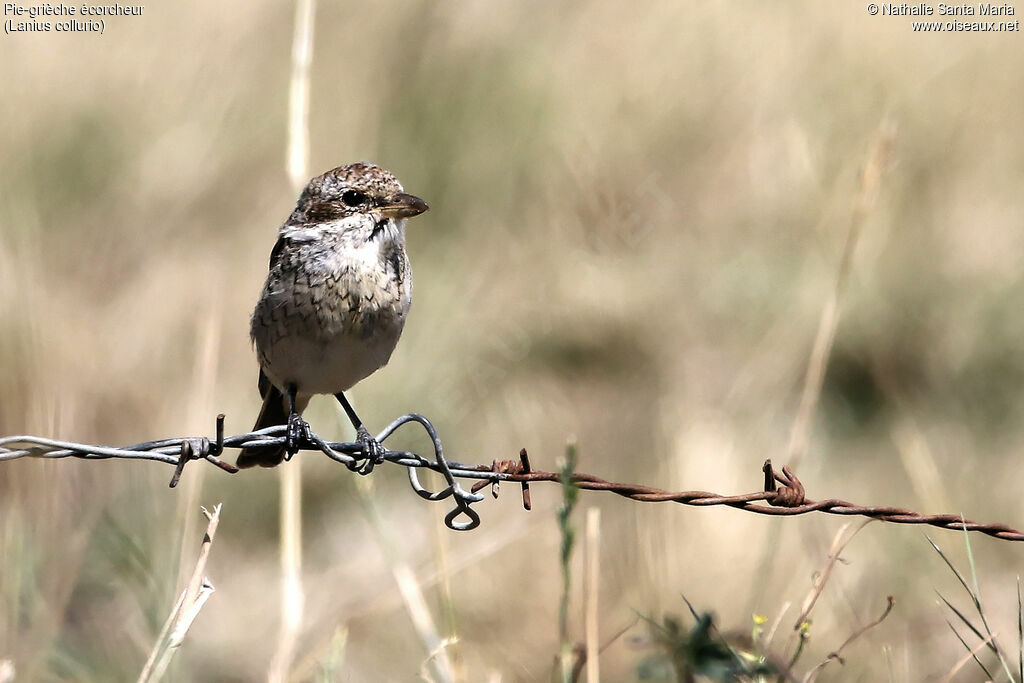 Pie-grièche écorcheurjuvénile, identification, habitat, Comportement