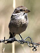 Red-backed Shrike