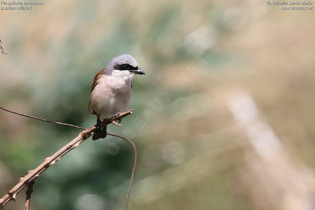 Red-backed Shrike male adult breeding, identification, habitat, fishing/hunting, Reproduction-nesting