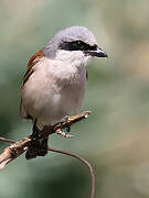 Red-backed Shrike