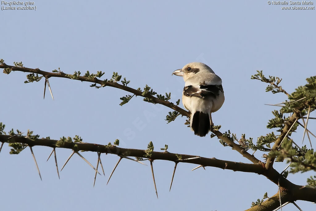 Pie-grièche griseimmature, habitat