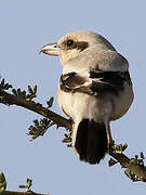 Great Grey Shrike