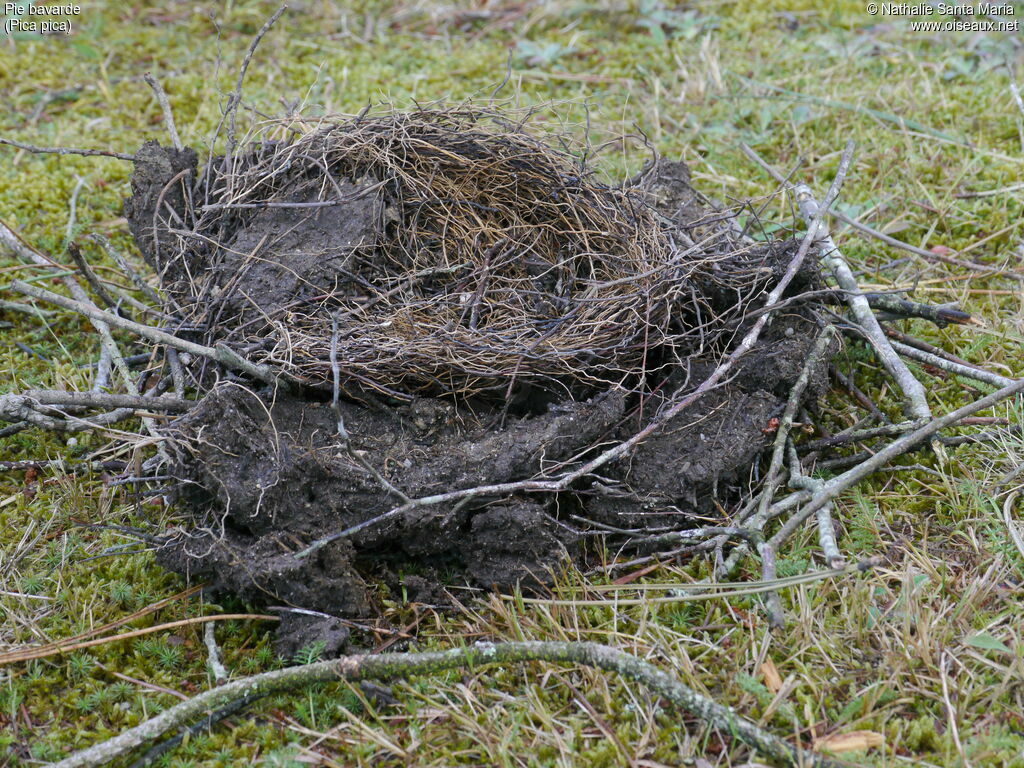 Eurasian Magpie, Reproduction-nesting