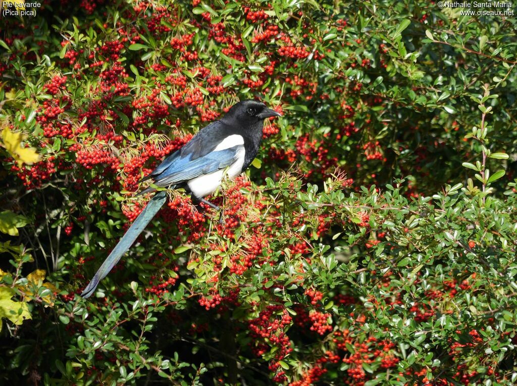 Eurasian Magpieadult, identification, habitat