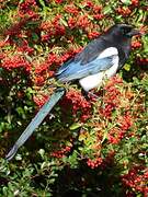 Eurasian Magpie