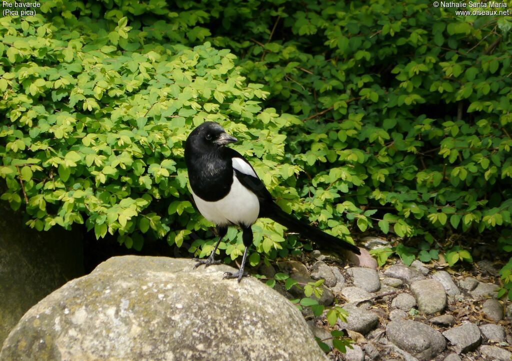 Eurasian Magpieadult, identification, habitat