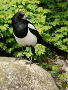 Eurasian Magpie