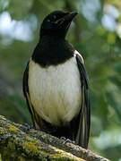 Eurasian Magpie