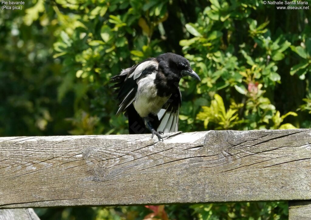 Eurasian Magpieadult, identification, habitat