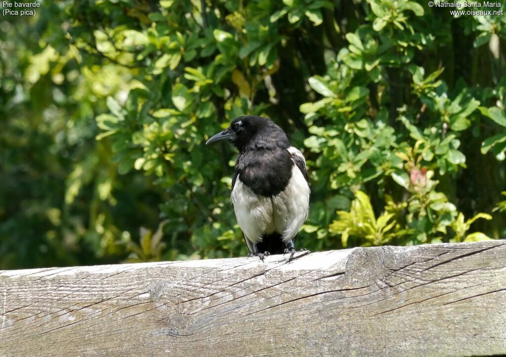 Pie bavardeadulte, identification, habitat