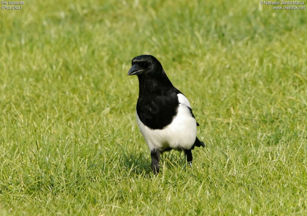 Pie bavardeadulte, identification, habitat, marche