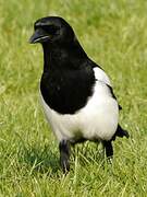 Eurasian Magpie