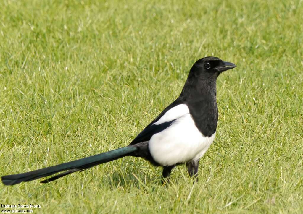 Eurasian Magpieadult, walking