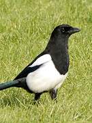 Eurasian Magpie