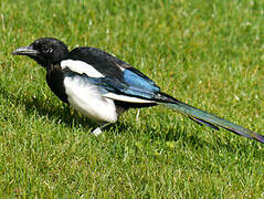 Eurasian Magpie